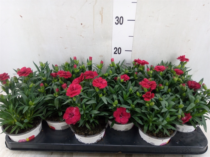 <h4>Dianthus  'Oscar Red'</h4>