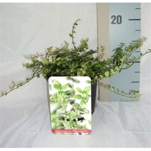 Euonymus fortunei 'Silverstone'