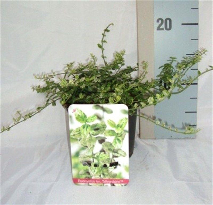 <h4>Euonymus fortunei 'Silverstone'</h4>