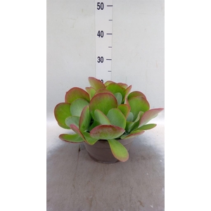 Kalanchoe NF thyrsiflora