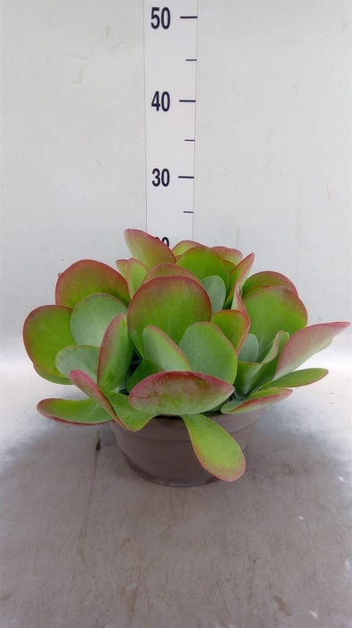 <h4>Kalanchoe NF thyrsiflora</h4>