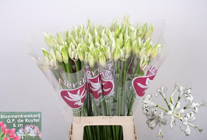 <h4>NE BO BIANCA PERLA</h4>