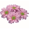 CRISANTEMO ROSE REAGAN 080 CM