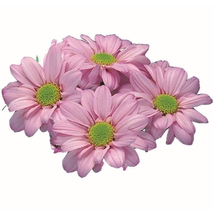 CRISANTEMO ROSE REAGAN 080 CM