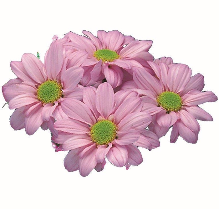 CRISANTEMO ROSE REAGAN 080 CM
