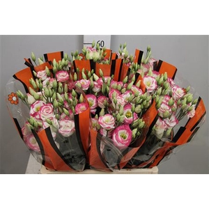 Eus G Excal Hot Lips 65cm