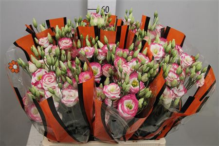<h4>Eus G Excal Hot Lips 65cm</h4>