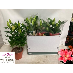 arr8 Lil Or Sunny Camino