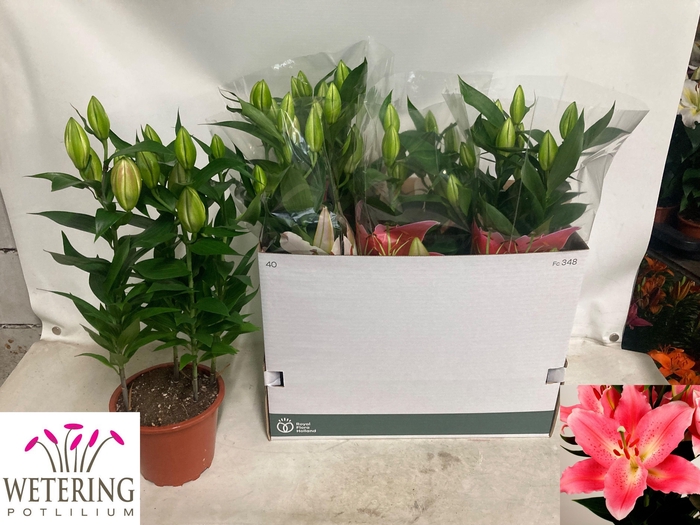 <h4>arr8 Lil Or Sunny Camino</h4>