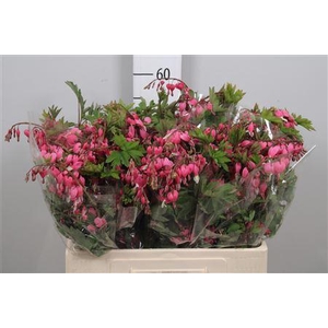 Dicentra Spectabilis