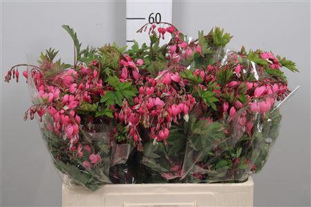 <h4>Dicentra Spectabilis</h4>