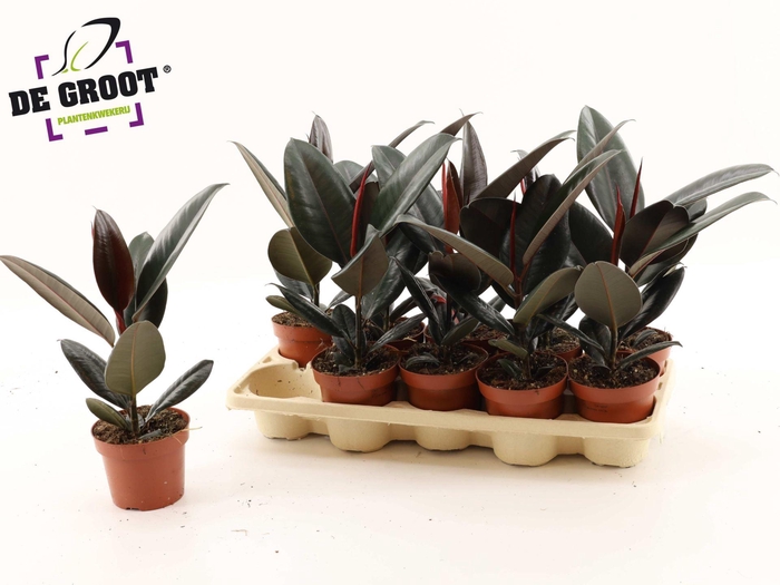 <h4>Ficus elastica 'Abidjan'</h4>