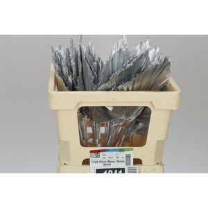 Dried Palmspear Silver