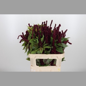 Amaranthus Pan Red Cathedr