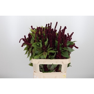 Amaranthus Pan Red Cathedr
