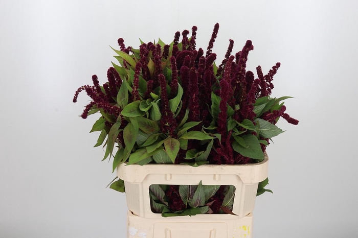 <h4>Amaranthus Pan Red Cathedr</h4>