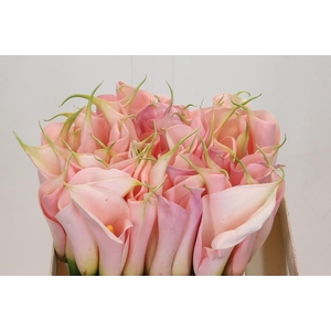 Zantedeschia Eydolls Salmon