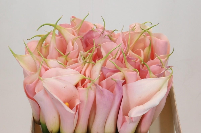 Zantedeschia Eydolls Salmon