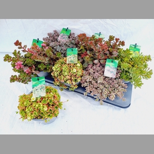 SEDUM GEM