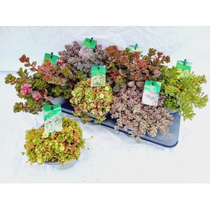 SEDUM GEM