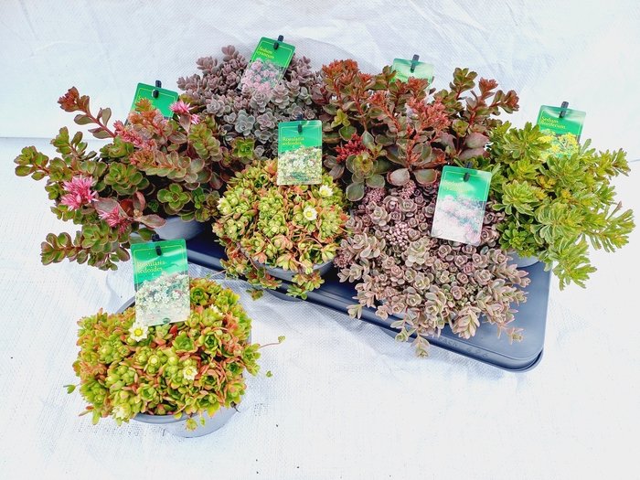 <h4>SEDUM GEM</h4>
