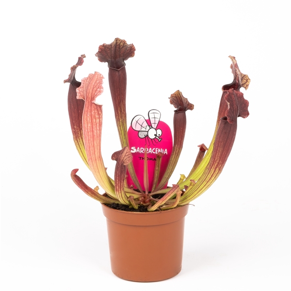 <h4>Sarracenia 'Thomas'</h4>