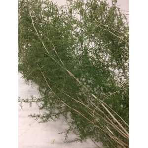 ASPARAGUS SELVATICO