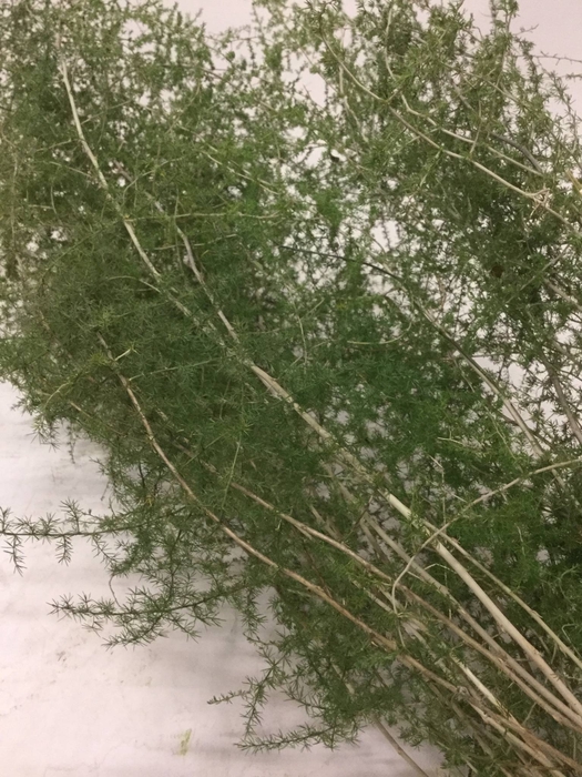 ASPARAGUS SELVATICO
