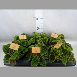 Peperomia obt. 'Obtipan'