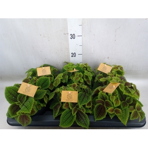 Peperomia obt. 'Obtipan'