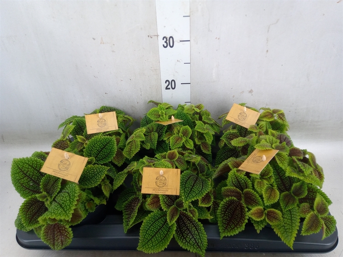 <h4>Peperomia obt. 'Obtipan'</h4>