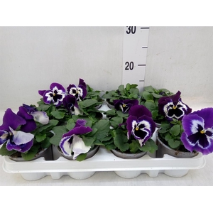 Viola wr. 'Alpha Purple White'