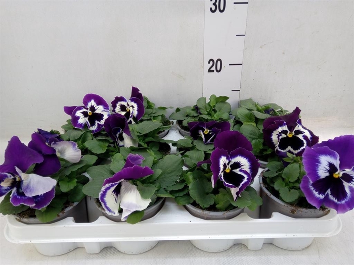 <h4>Viola wr. 'Alpha Purple White'</h4>
