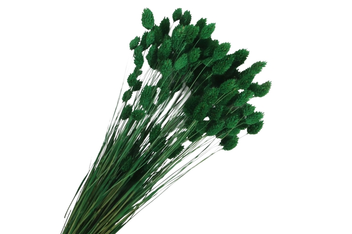 Phalaris Green Dark