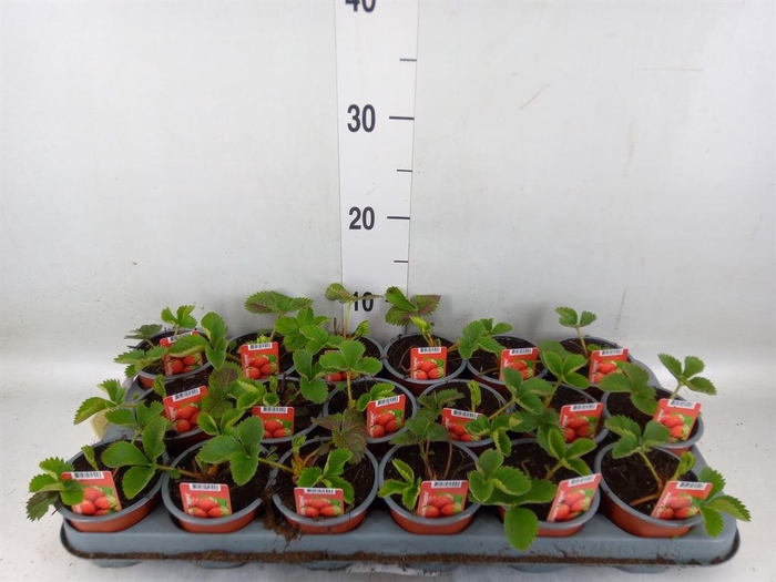 <h4>Fragaria ...</h4>