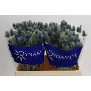 Eryngium Electric Dynamite