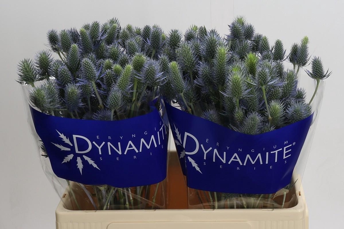 <h4>Eryngium Electric Dynamite</h4>
