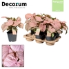 Syngonium Red Heart Feel Green (Decorum)