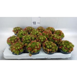 Sempervivum   ...