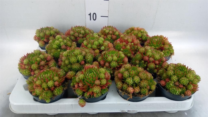 <h4>Sempervivum   ...</h4>