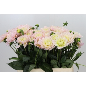 Dahlia Dianas Memory