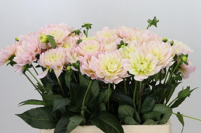 <h4>Dahlia Dianas Memory</h4>