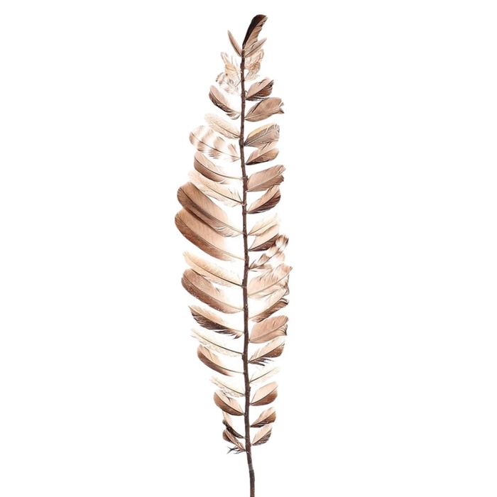 Homedeco Feather brach Aparani 100cm