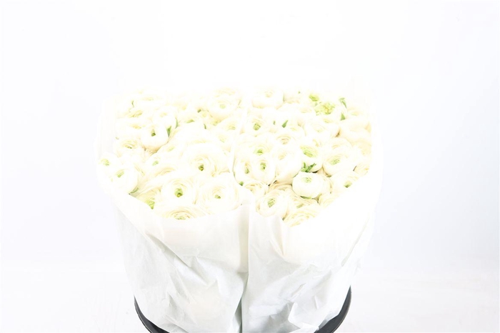 <h4>Ran Elegance White</h4>