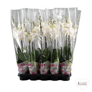 Phalaenopsis Wit-gele lip - 2 tak 80cm in Promiss