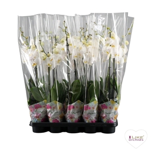 Phalaenopsis Wit-gele lip - 2 tak 70cm in Promiss
