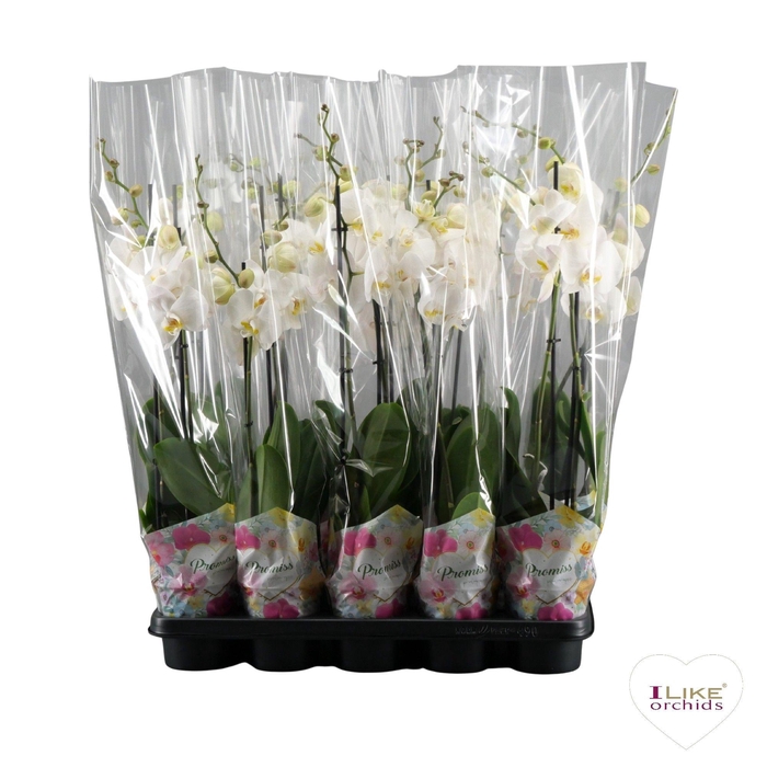 <h4>Phalaenopsis Wit-gele lip - 2 tak 60cm in Promiss</h4>