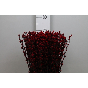 Salix Klb Red
