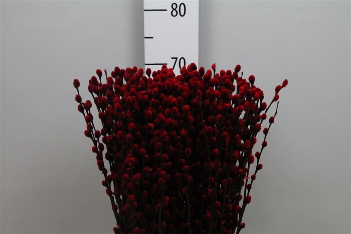 <h4>Salix Klb Red</h4>