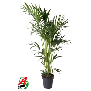 Howea Forsteriana(kentia) P27-160